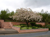 Prunus mt. fuji in flower